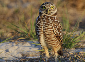 Western Burrowing Owl Workshop 2013-1 program image